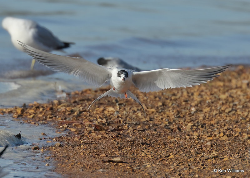 Forster's Tern molting into breeding plumage, Wagoner Co, OK 4_14_2022a_017855.jpg
