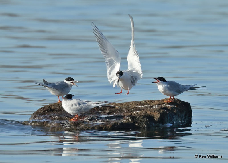 Forster's Terns Wagoner Co, OK 4_14_2022a_017853.jpg