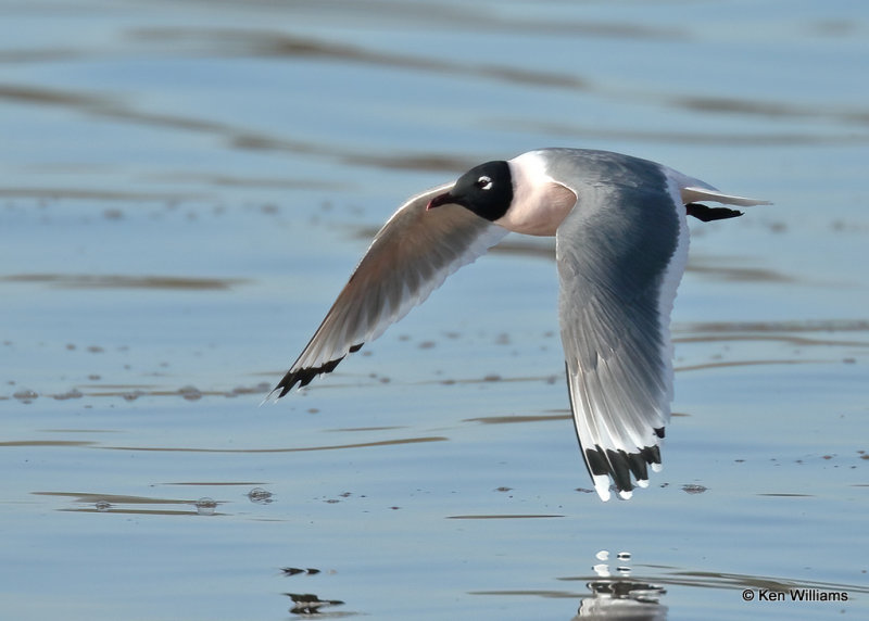 Franklin Gull breeding plumage, Wagoner, OK 4_14_2022a_017903.jpg