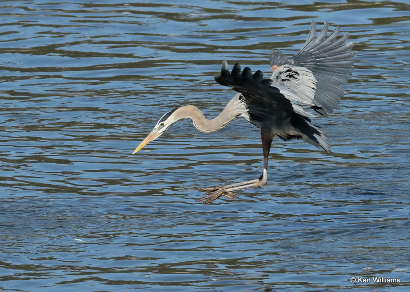 Great Blue Heron, Cherokee Co OK, 4_14_2022a_018362.jpg
