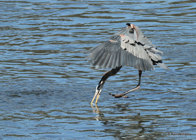 Great Blue Heron, Cherokee Co OK, 4_14_2022a_018363.jpg