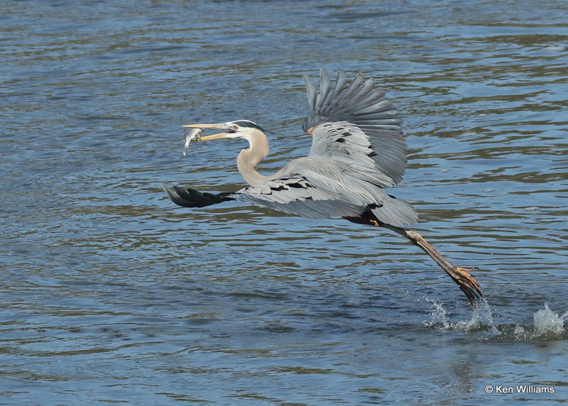 Great Blue Heron, Cherokee Co OK, 4_14_2022a_018365.jpg