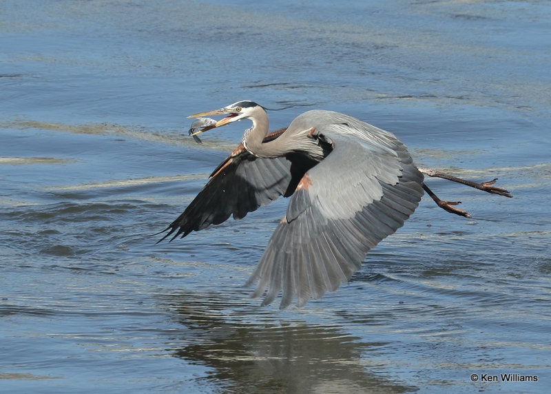 Great Blue Heron, Cherokee Co OK, 4_14_2022a_018368.jpg
