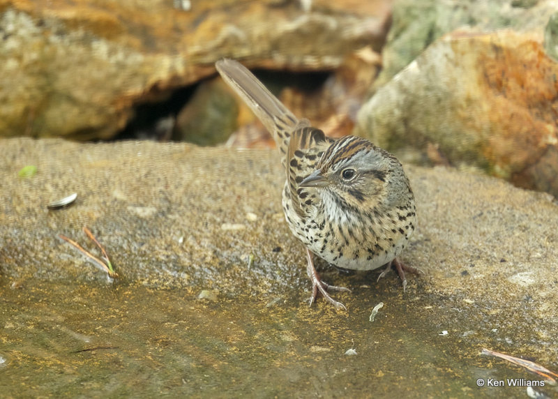 Lincoln's Sparrow, Rogers Co yard, OK, 4-29-2022a_019846.jpg