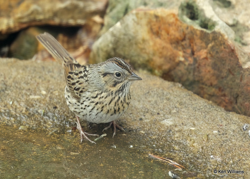 Lincoln's Sparrow, Rogers Co yard, OK, 4-29-2022a_019850.jpg