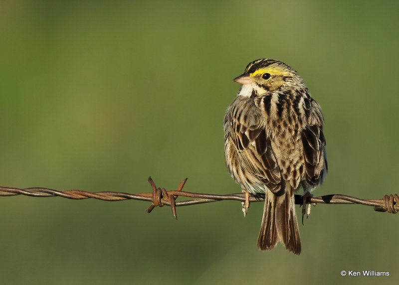 Savannah Sparrow, Wagoner Co, OK, 4_14_2022a_017846.jpg