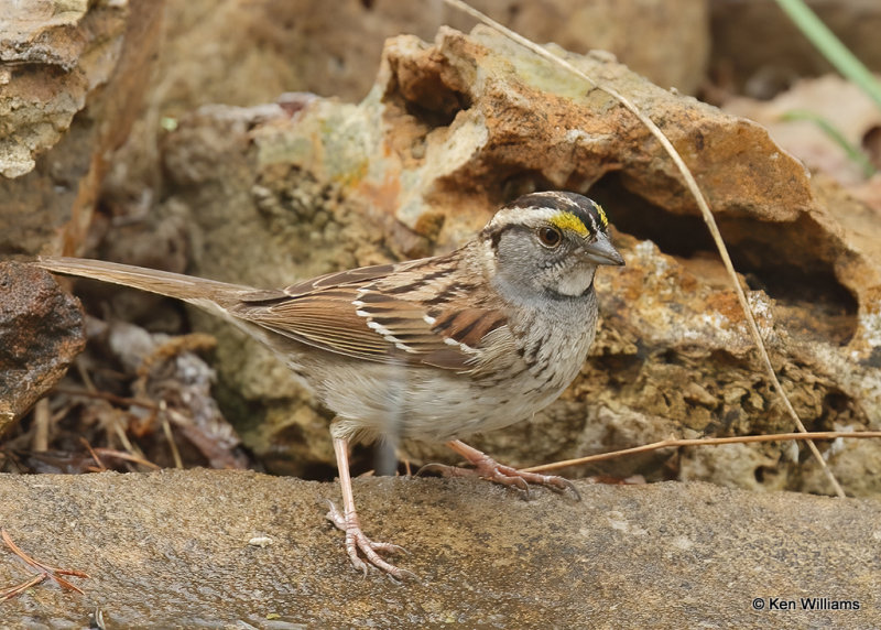 White-throated Sparrow, Rogers Co yard, OK, 4-28-2022a_019793.jpg