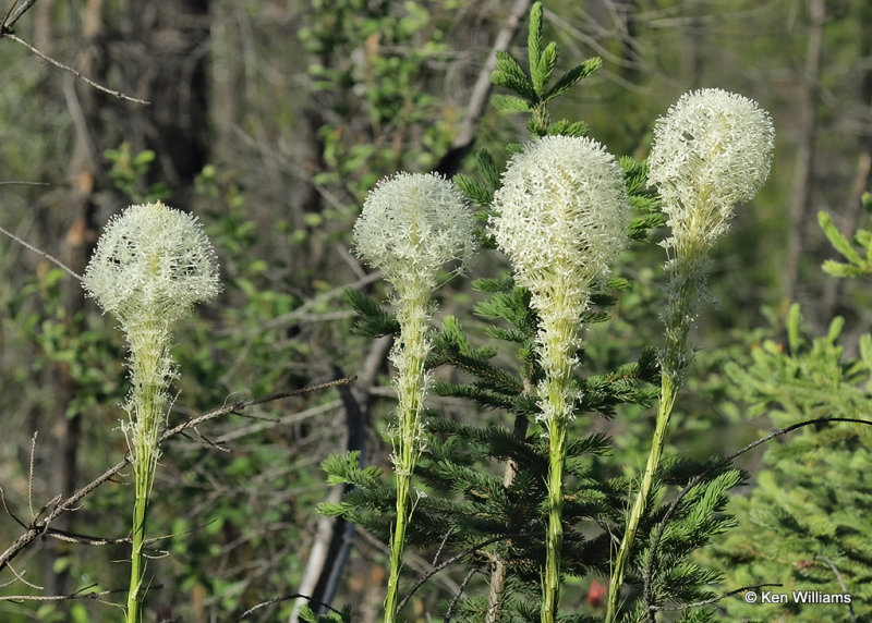 Bear Grass Flower, Glacier Nat. Park, MT, 06_30_2022a_007987.jpg