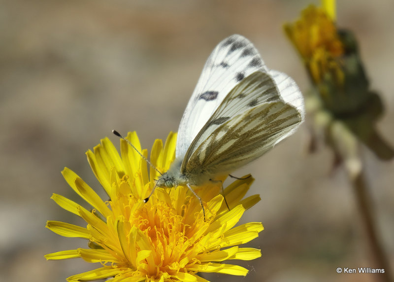 Becker's White, Pontia beckerii,  Great Falls, MT, 06_26_2022a_007149.jpg