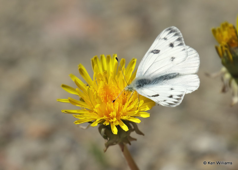 Becker's White, Pontia beckerii, Great Falls, MT, 06_26_2022a_007146.jpg