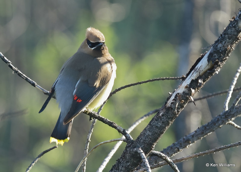 Cedar Waxwing, Glacier Nat. Park, MT, 06_30_2022a_007950.jpg