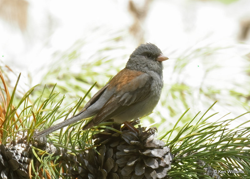 Dark-eyed Junco - Gray-headed variety, Diamond Jack Campground, ID, 07_04_2022a_008451.jpg