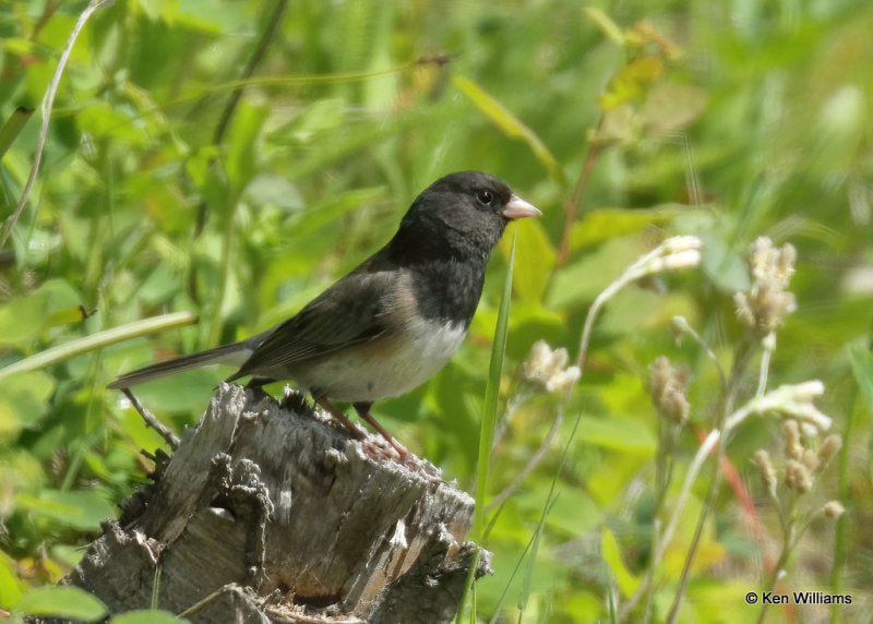 Dark-eyed Junco - Oregon subspecies, Glacier Nat. Park, MT, 06_29_2022a_007806.jpg