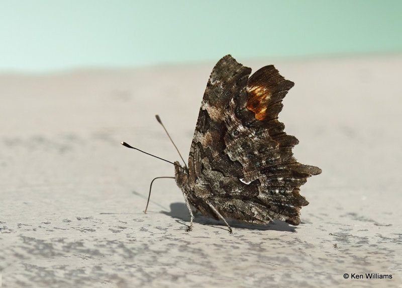 Green Comma, Glacier Nat. Park, MT, 06_29_2022a_000106.jpg