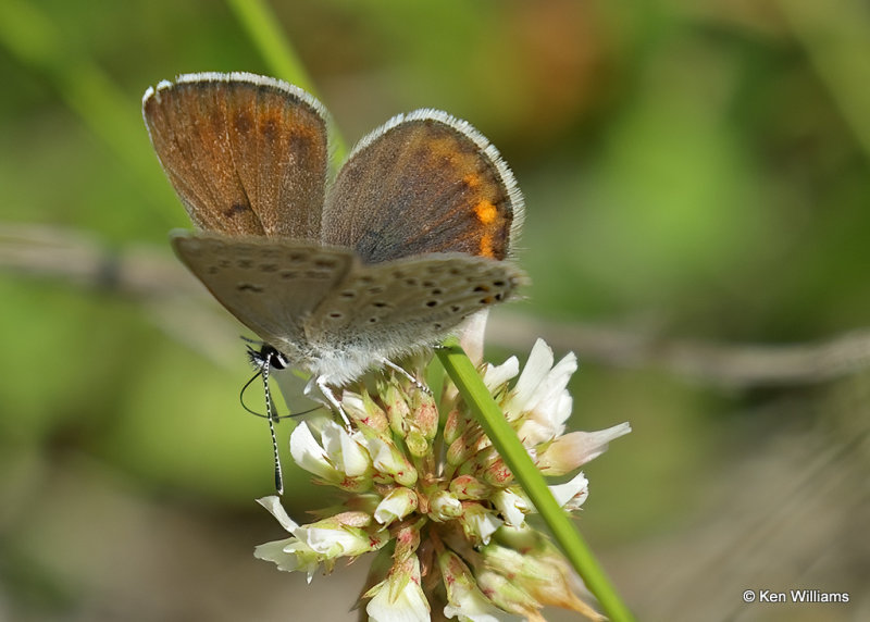 Greenish Blue, Aricia saepiolus, Glacier Nat. Park, MT, 06_30_2022a_008051.jpg