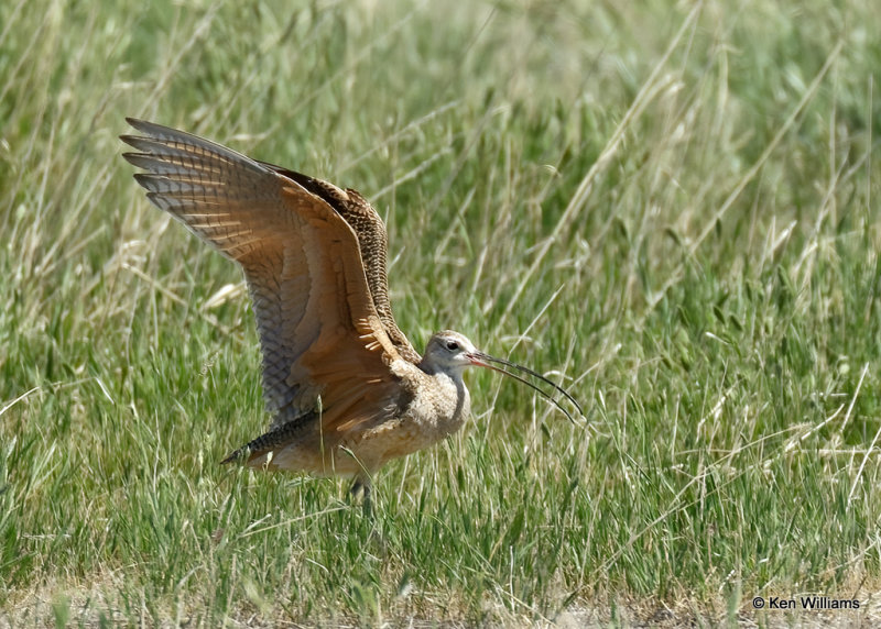 Long-billed Curlew, Great Falls, MT, 06_27_2022a_007168.jpg