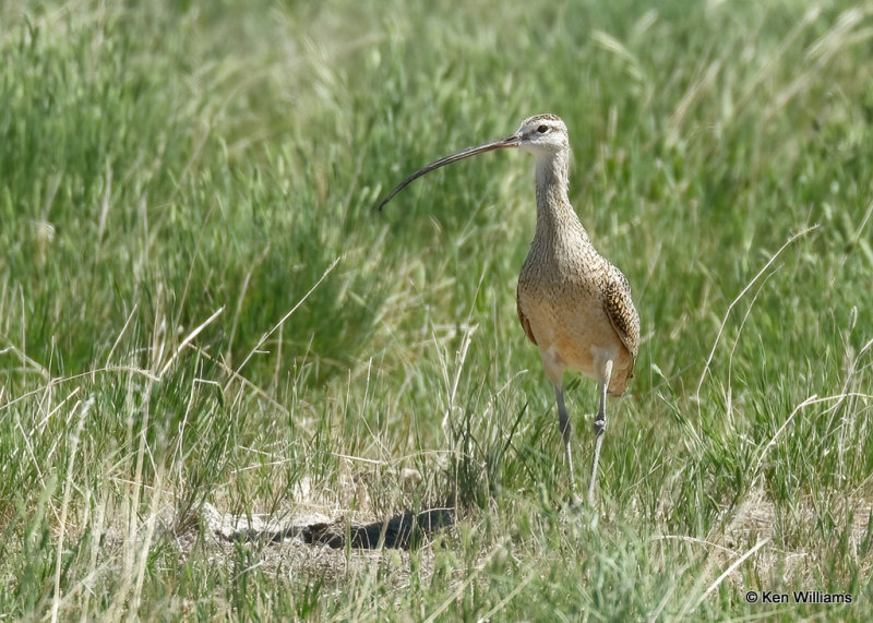 Long-billed Curlew, Great Falls, MT, 06_27_2022a_007169.jpg