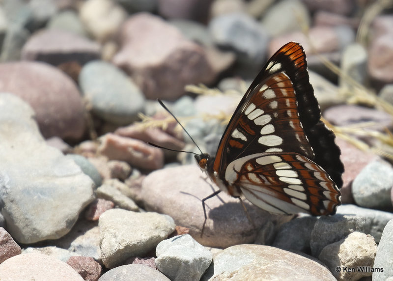 Lorquin's Admiral - Limenitis lorquini, Glacier Nat. Park, MT, 06_30_2022a_008069.jpg