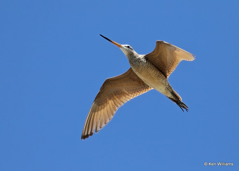 Marbled Godwit, Great Falls, MT, 06_27_2022a_007164.jpg