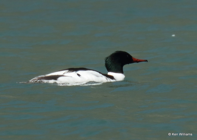 Common Merganser male, Glacier Nat. Park, MT, 06_27_2022a_007255.jpg