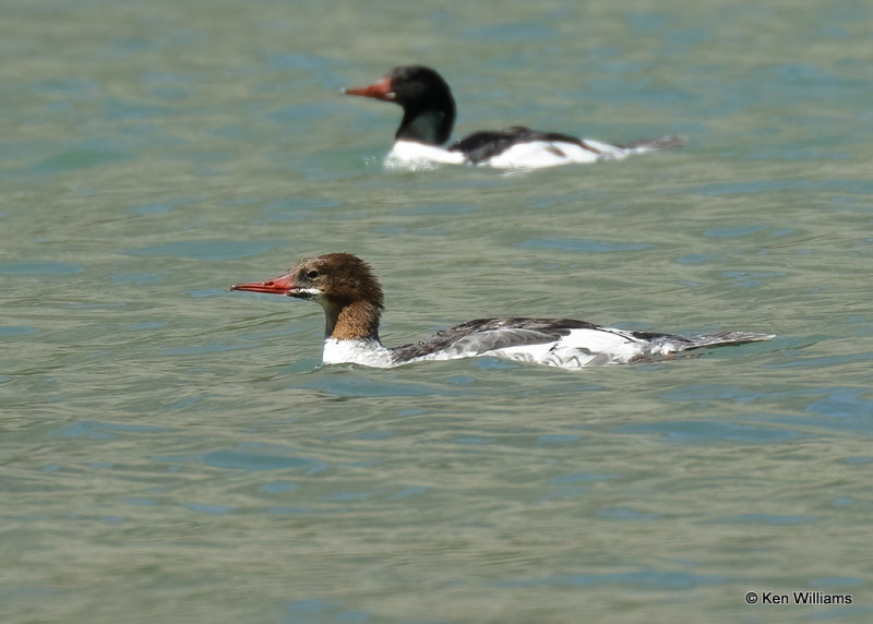 Common Merganser hen,   06_27_2022a_007206.jpg