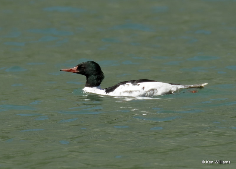 Common Merganser male, Glacier Nat. Park, MT, 06_27_2022a_007217.jpg