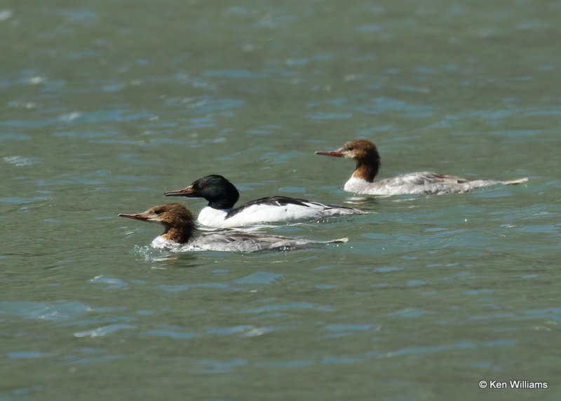 Common Mergansers, Glacier Nat. Park, MT, 06_27_2022a_007221.jpg