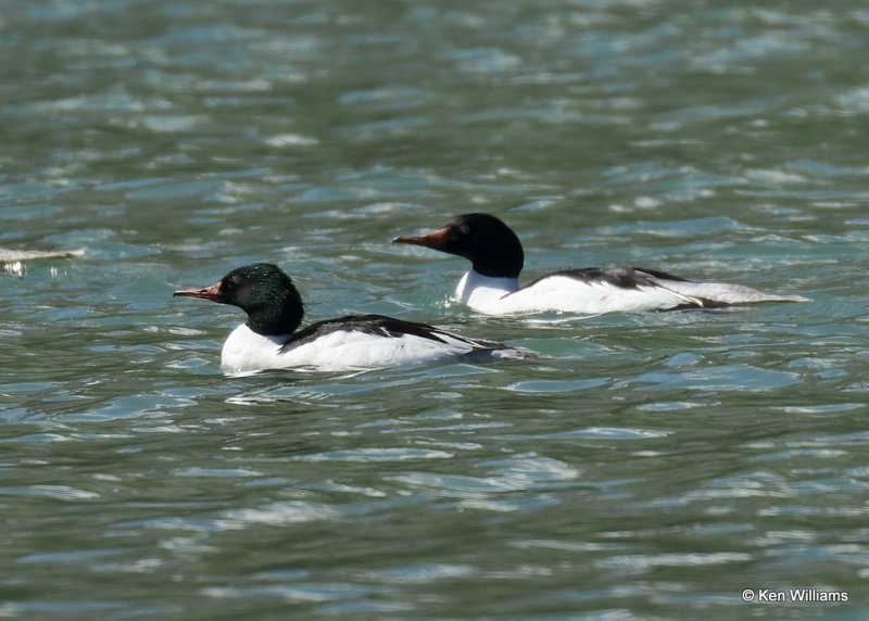 Common Merganser male, Glacier Nat. Park, MT, 06_27_2022a_007223.jpg