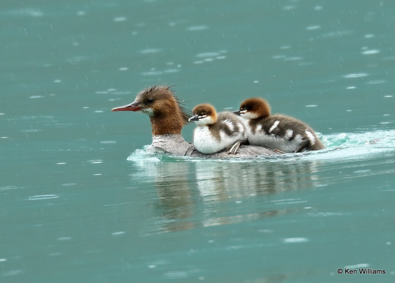 Common Merganser hen & ducklings, Glacier Nat. Park, MT, 06_29_2022a_007767.jpg