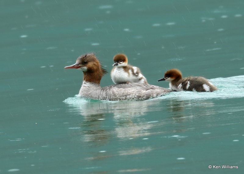 Common Merganser hen & ducklings, Glacier Nat. Park, MT, 06_29_2022a_007772.jpg