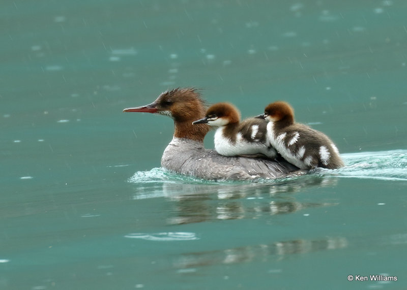 Common Merganser hen & ducklings, Glacier Nat. Park, MT, 06_29_2022a_007774.jpg