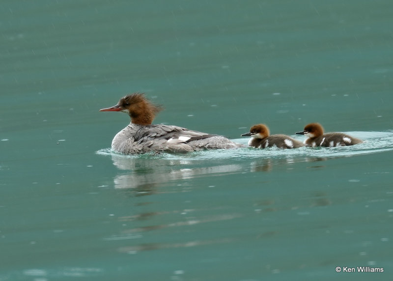 Common Merganser hen & ducklings, Glacier Nat. Park, MT, 06_29_2022a_07776.jpg