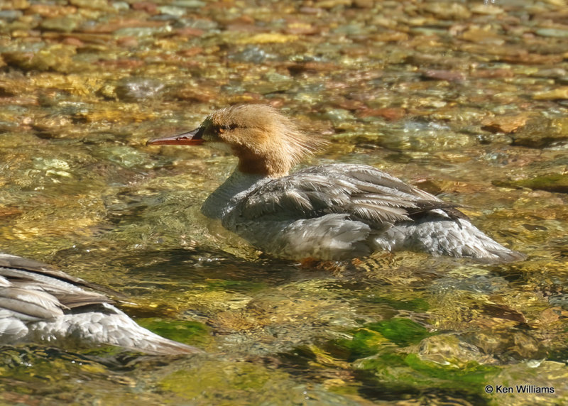 Common Merganser female, Glacier Nat. Park, MT, 06_30_2022a_008034.jpg