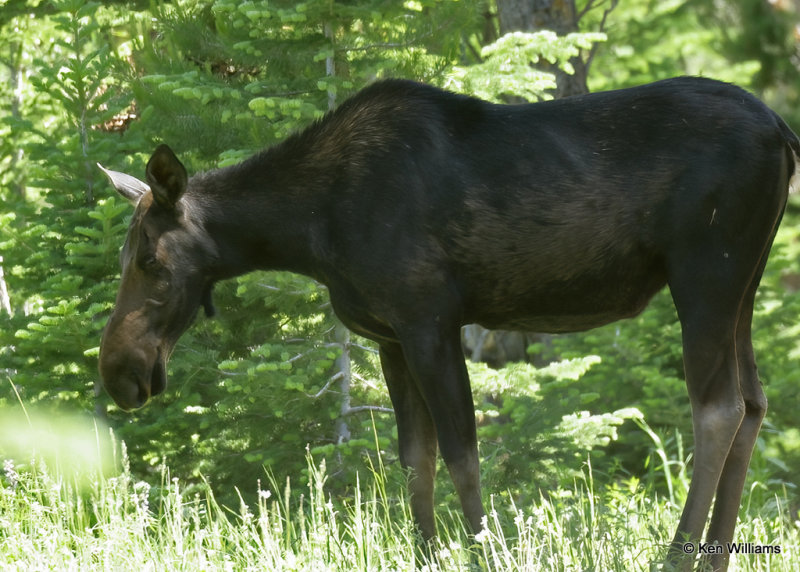 Moose cow, Porcupine Campground, ID, 07_04_2022a_008444.jpg