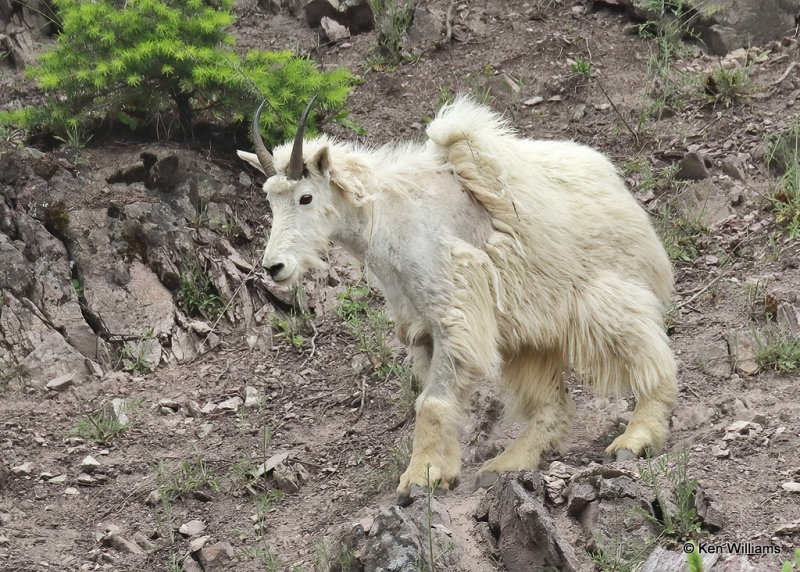 Mountain Goat, Salt Lick, Glacier Nat. Park, MT, 06_28_2022a_000048.jpg