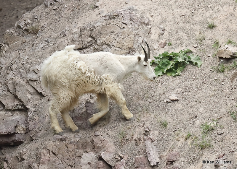 Mountain Goat, Salt Lick, Glacier Nat. Park, MT, 06_28_2022a_000059.jpg