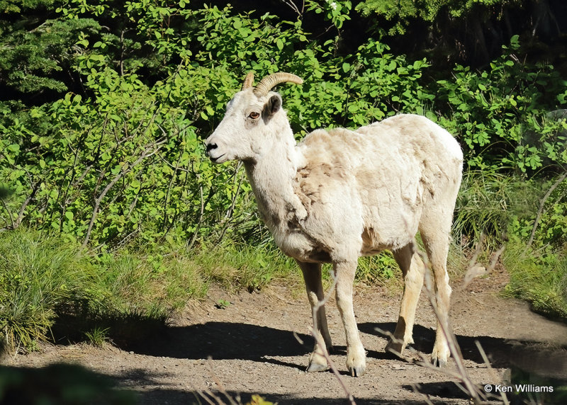 Mountain Sheep ewe, Glacier Nat. Park, MT, 06_28_2022a_007553.jpg