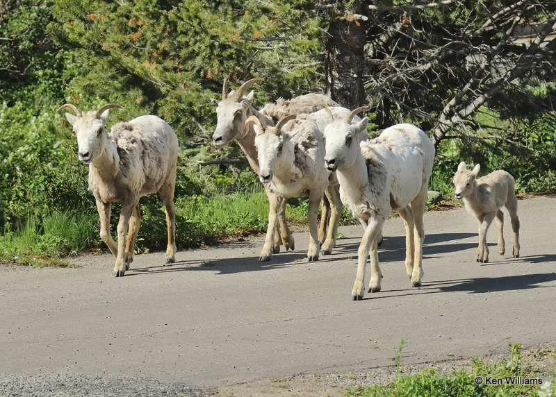 Mountain Sheep ewes & lamb, Glacier Nat. Park, MT, 06_28_2022a_007544.jpg
