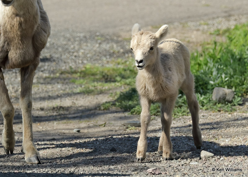 Mountain Sheep lamb, Glacier Nat. Park, MT, 06_28_2022a_007551.jpg