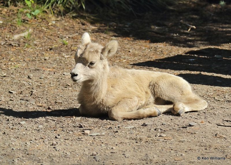 Mountain Sheep lamb, Glacier Nat. Park, MT, 06_28_2022a_007554.jpg
