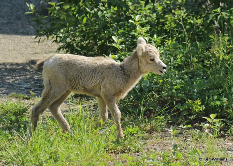 Mountain Sheep lamb, Glacier Nat. Park, MT, 06_28_2022a_007558.jpg