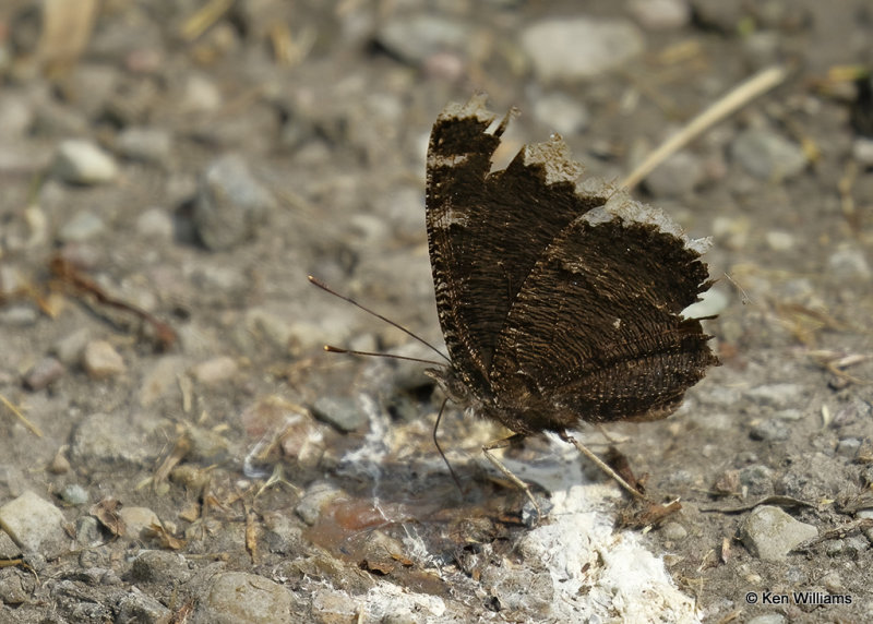 Mourning Cloak, Glacier Nat. Park, MT, 06_28_2022a_007326.jpg