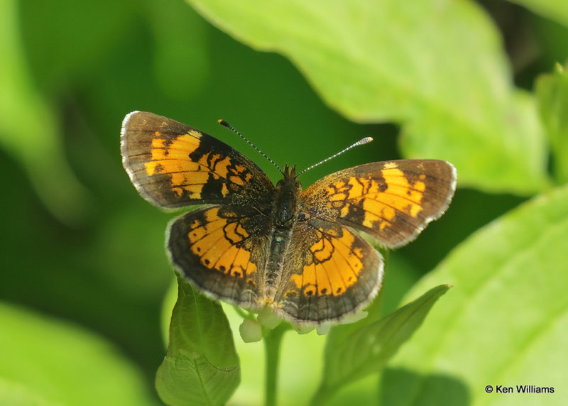 Pearl Crescent, Glacier Nat. Park, MT, 06_28_2022a_007321.jpg