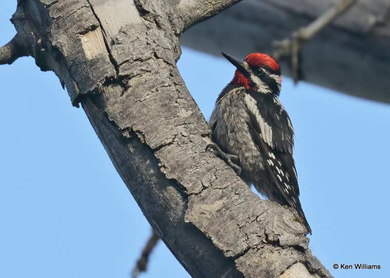 Red-napped Sapsucker, Glacier Nat. Park, MT, 06_30_2022a_007841.jpg