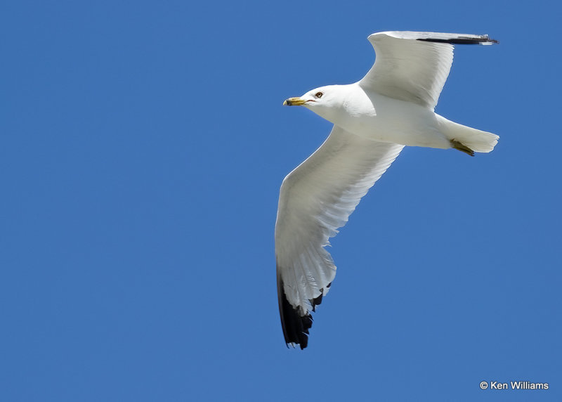 Ring-billed Gull, Glacier Nat. Park, MT, 06_27_2022a_007179.jpg