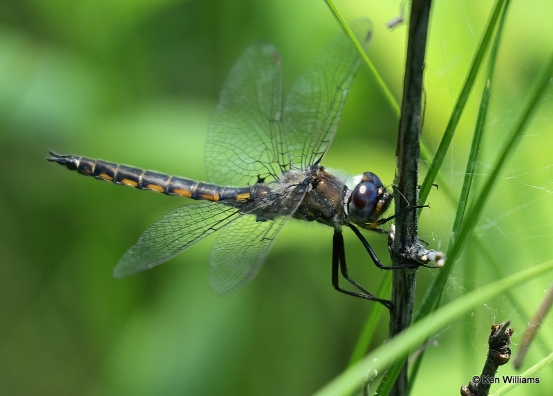 Spiny Baskettail, Broadus, MT, 06_25_2022a_007047.jpg