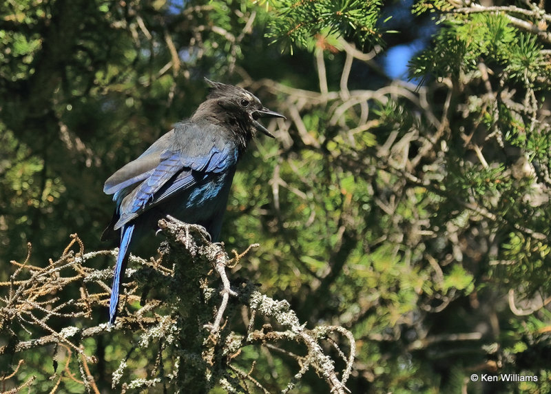 Steller's Jay, Glacier Nat. Park, MT, 06_28_2022a_007634.jpg