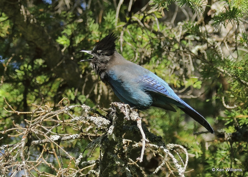 Steller's Jay, Glacier Nat. Park, MT, 06_28_2022a_007645.jpg