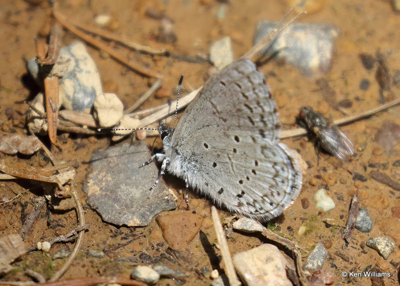 Summer Azure, Glacier Nat. Park, MT, 06_30_2022a_008078.jpg