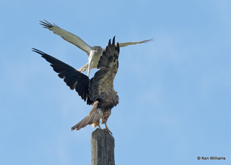 Swainson's Hawk fighting off a Northern Harrier male, Twin Falls, ID, 07_05_2022a_008403.jpg